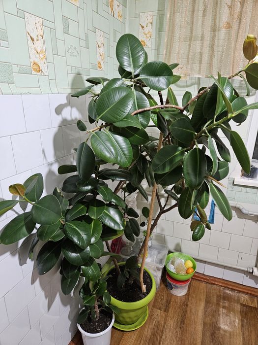 Цветы фикус комнатные 2 шт