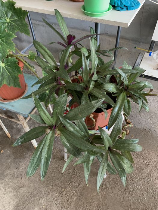 Gullar sotiladi Sansiveriya Reo