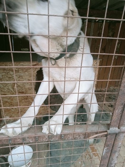 Пристраивается алабай сука