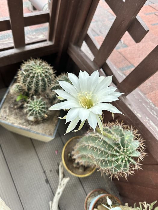 Кактус цветуший, цвет белый, комнатное растение.