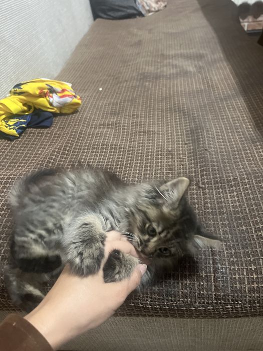 Котик очень красивый