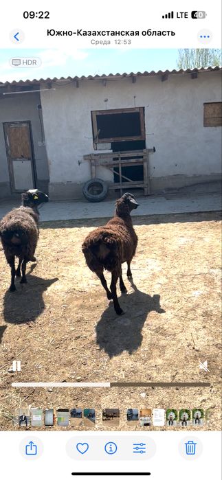 Семіз Қой, Тоқты қошқар