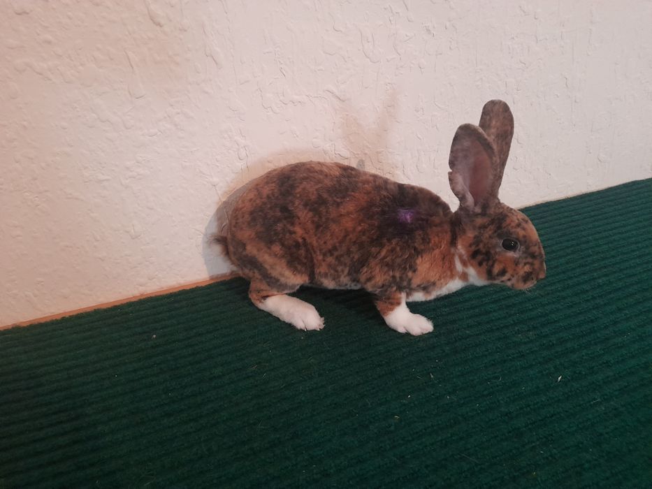 Кролченки рекса с окрасом гепарт