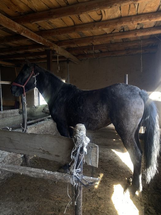 Бие,еты жақсыыыы