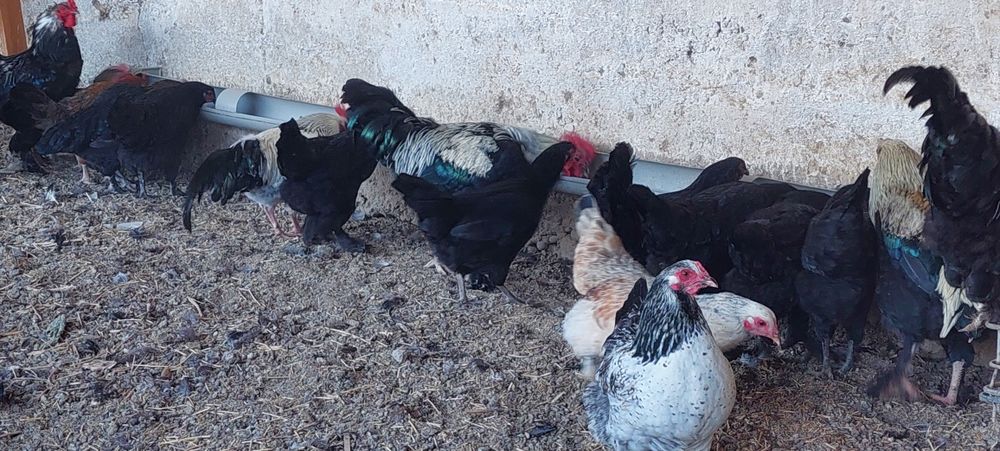 Куры домашние несушки