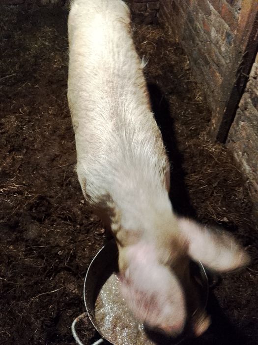 Продам 2х свинок возраст1,5 года