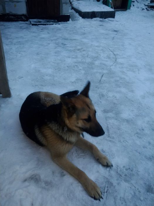 Продам кобеля немецкой Авчарки