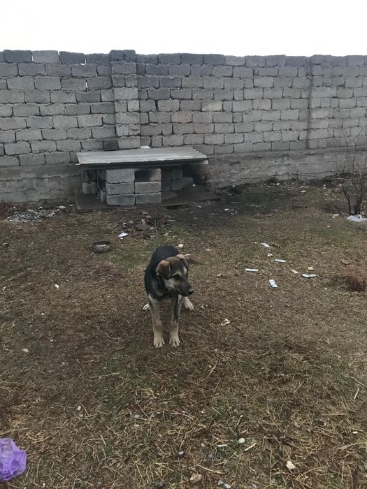 Шымкент төбет 5айлык