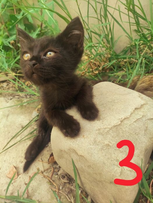 Отдаются котята в хорошие руки!!!