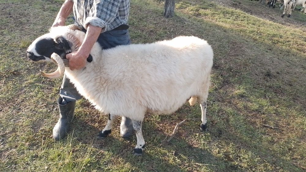 Berbeci de vanzare la al doilea miel
