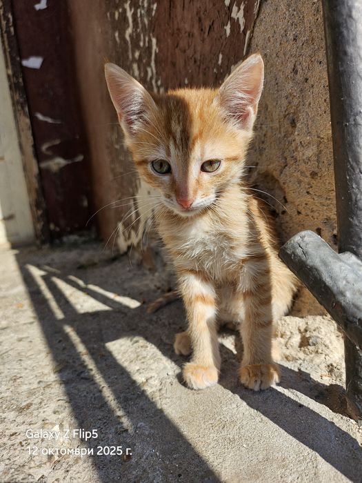 Подарявам котета