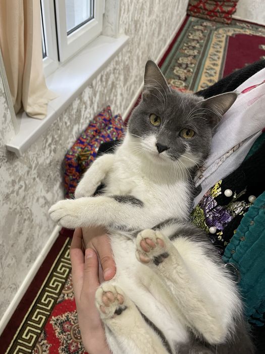 Mushuk sotiladi zotdor mushuk oladiganla aloqaga chiqsin faqat srochna