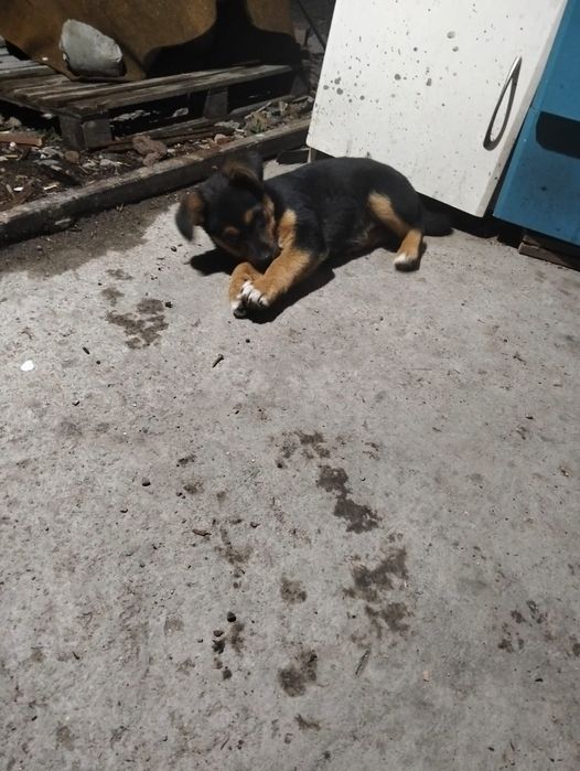 Девочка в добрые руки