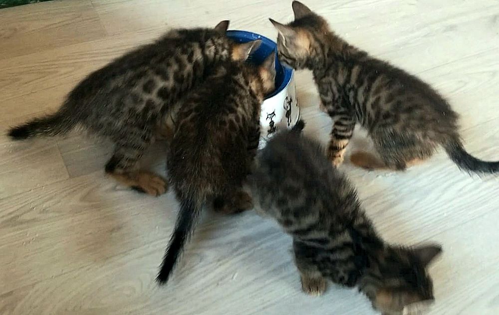 Полубенгальские котята