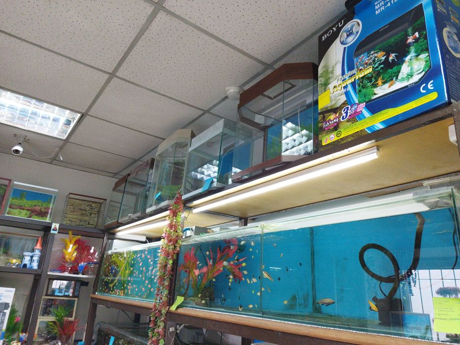 Аквариумные рыбки.Навои Торайгырова)