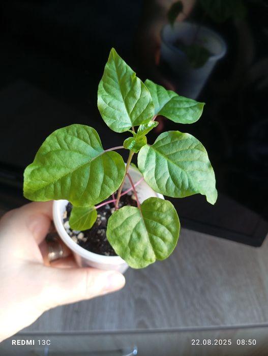 Отростки комнатных растений