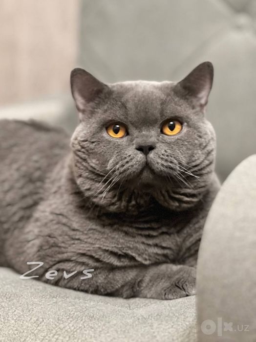 Британские котятки