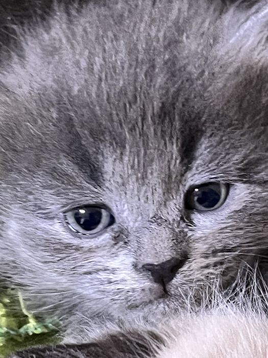 Продам очень красивых котят!