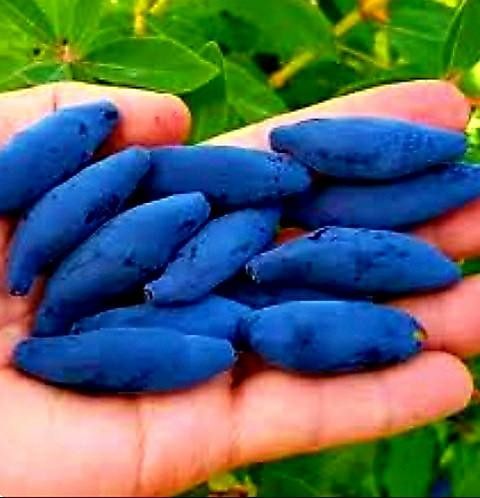 Жимлость Усимликлари, 1 ва 2 йиллик кучатлар