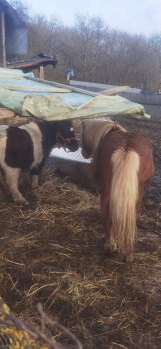 Vând o pereche de ponei