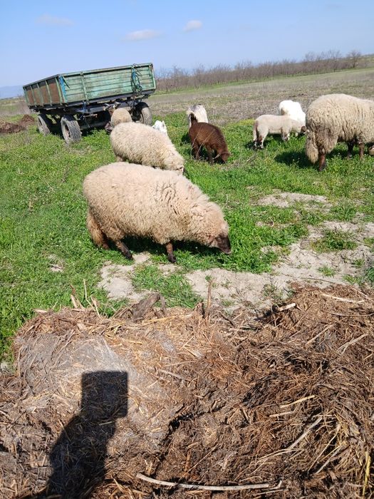 Vind trei oi și un berbec mior