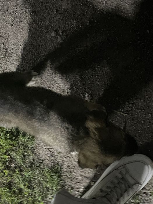 щенки 2 месяцааа