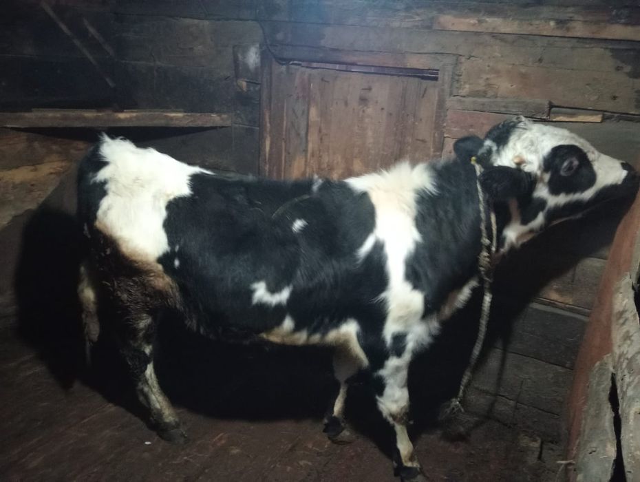 Продам 3бычок 4тёлка оптом