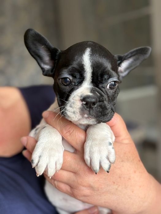 Щенки Французского бульдога.  Девочки .