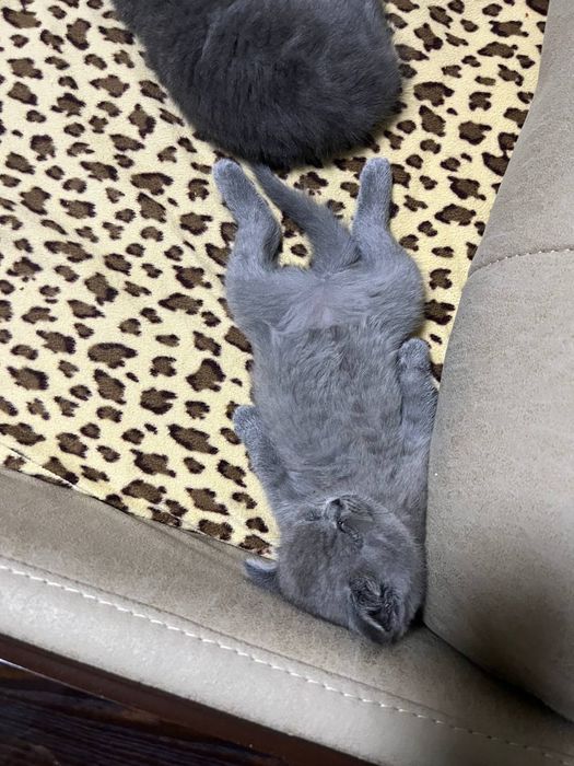 Мушукчалар сотилади