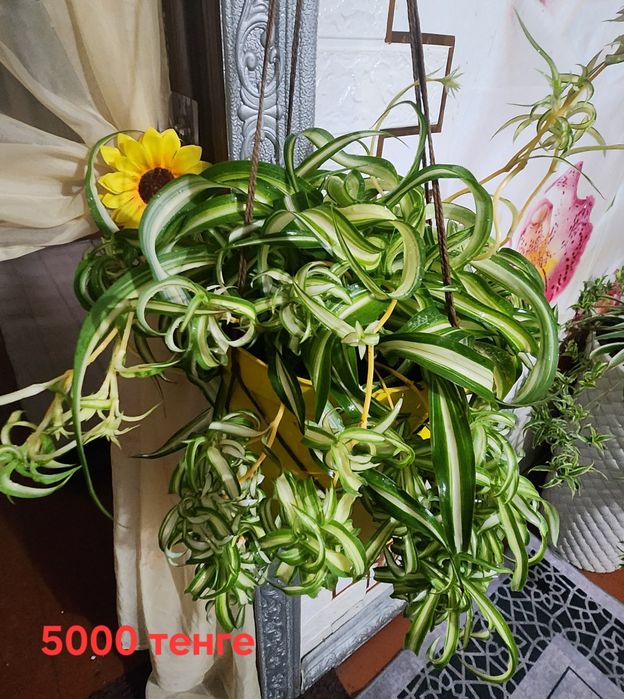 Продам Chlorophytum comosum 'Bonnie'