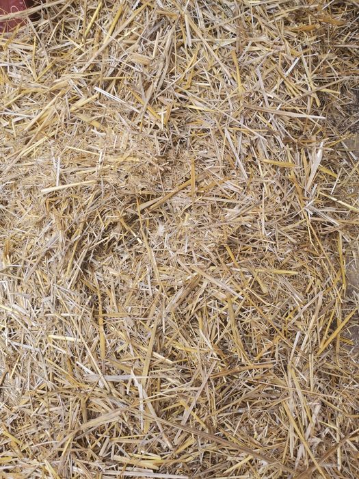 Малки бали ЖИТНА СЛАМА И просо