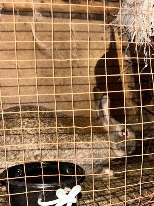 Продам кроликов