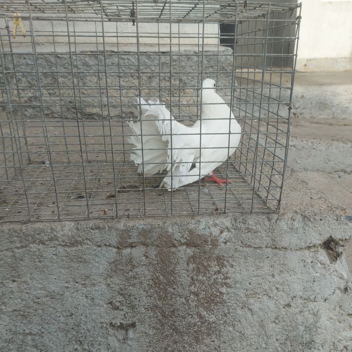 Павлин самка взрослый