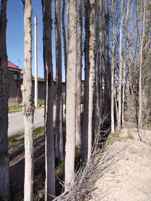 Тераклар сотилади