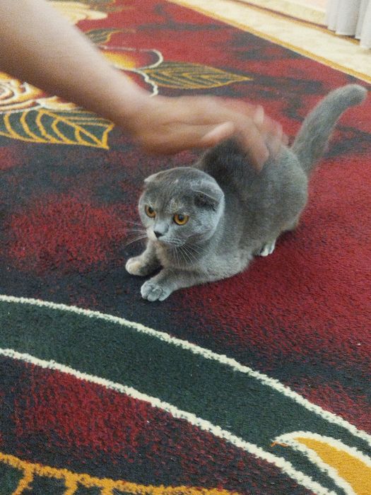 Mushuk sotiladi parodali