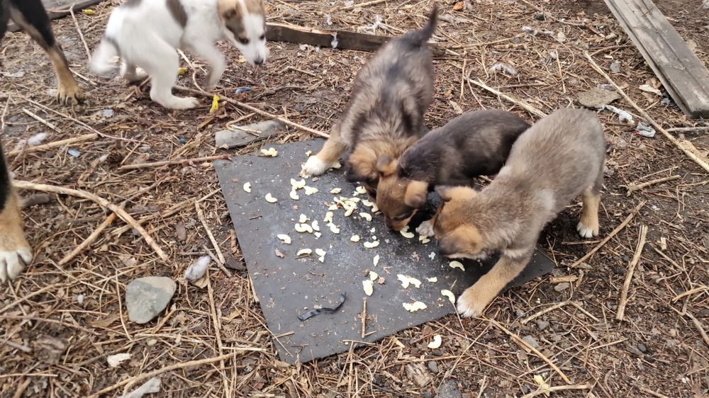 Отдам щенков в добрые руки