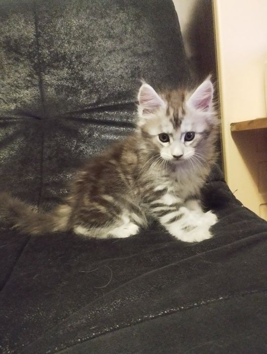 Мейн Кун полидакт девочка.