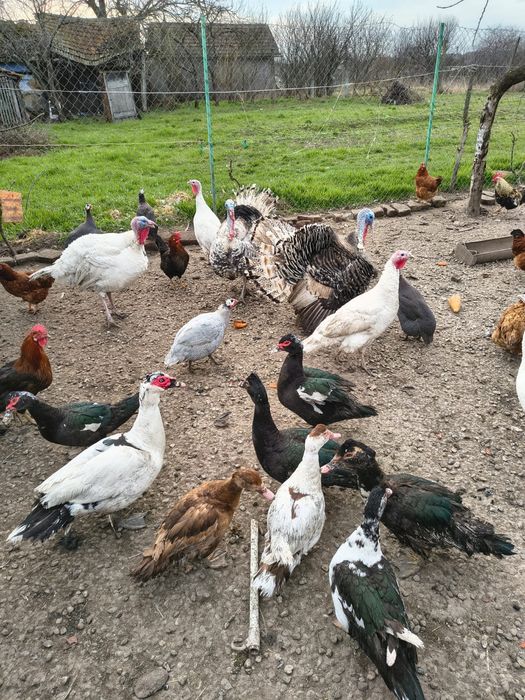 Curci, curcani,bibilici și rațe mute