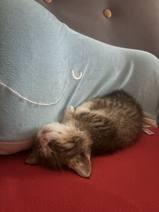 Кошечка 1,5 месяца