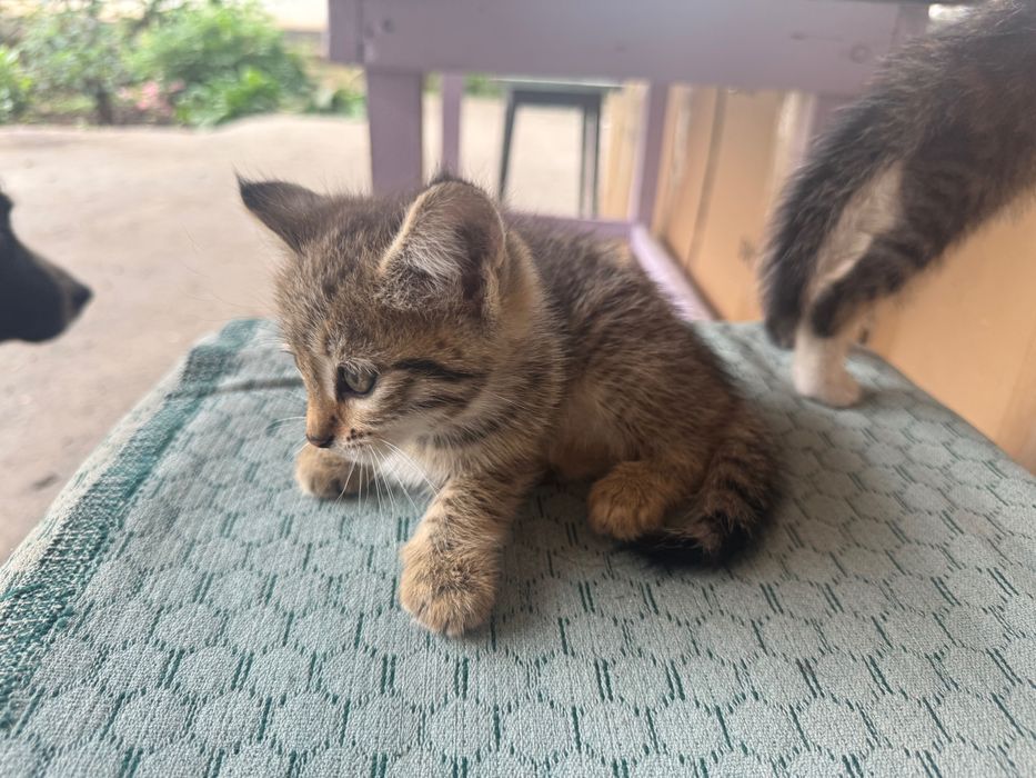 Котята. 2 месяца.