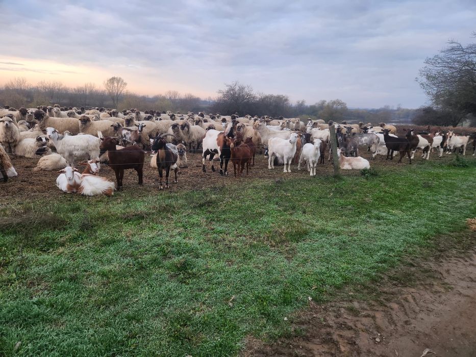 Vând turma de capre sau schimb cu diverse animale
