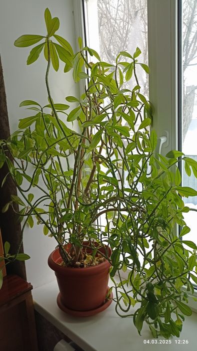 Продается комнатное растение - молочай!