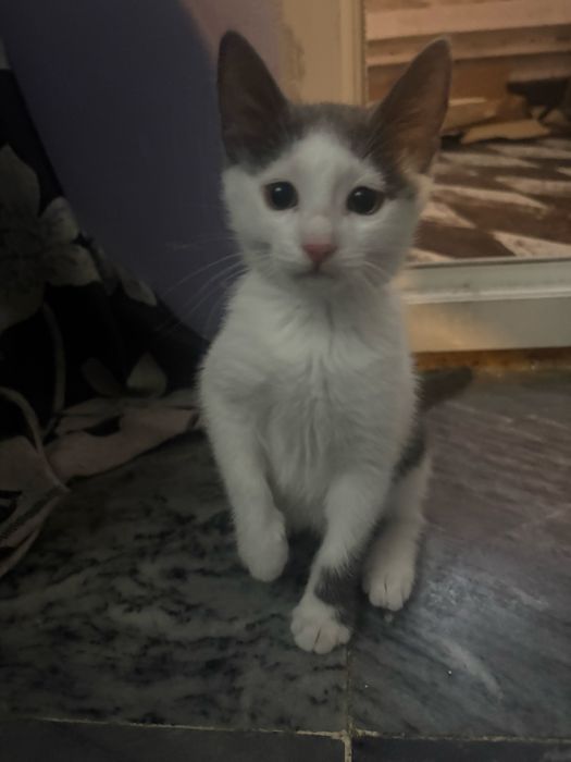 Подарявам 2 женски котенца!