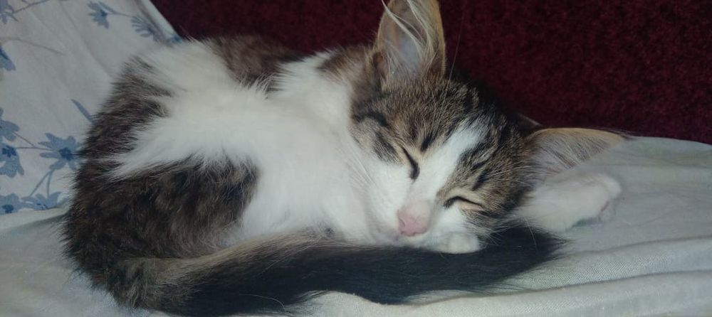 Отдам котят в добрые руки