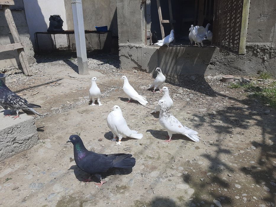 Широкохвостые Голубий продаётся