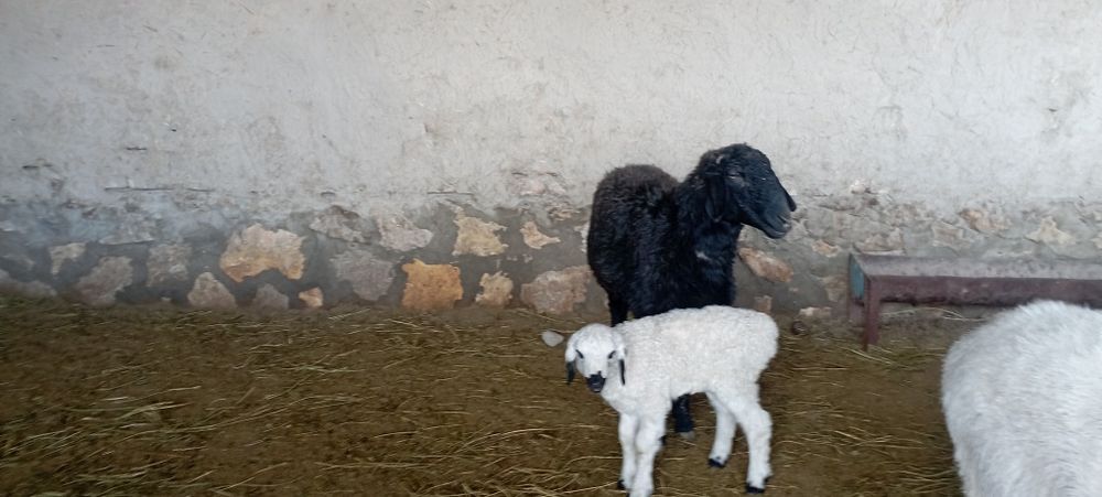 Ona bola qoʻylar sotiladi yosh qoʻy bolasi nar erkak