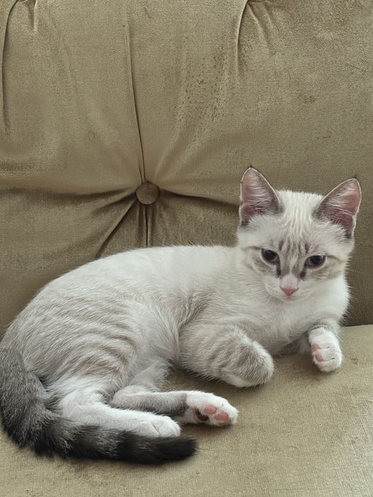 Отдам даром кота 2 месяца
