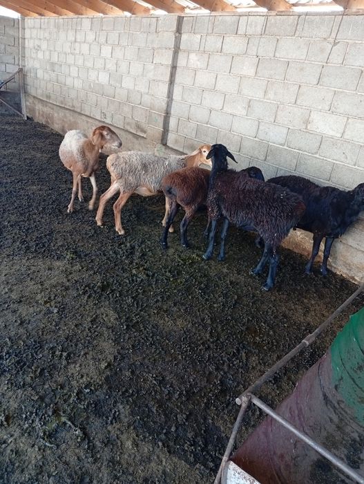 Қойлар сатыладыы