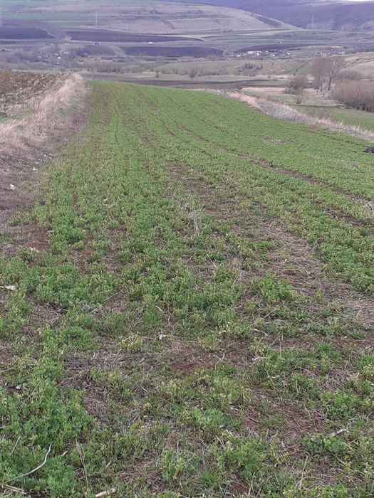 Vand 3000 mp teren extravilan cu drum de acces  Comuna Ciurila