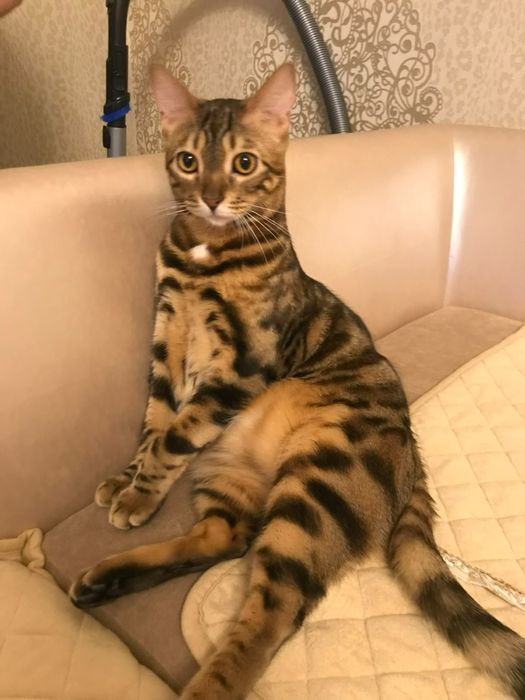 Даром кот бенгальский